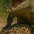 Crocodile VS Linsang