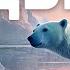 Белый медведь Видео про животных для детей 3