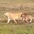 Lion Adopted A Calf Viralshorts Viralytshorts Shorts Viralaishorts Ytshorts Reels Shortsvideo
