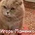 Игорь Маменко и Сергей Дроботенко Смешная озвучка кошек юмор озвучка Cat прикольныекоты