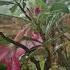 മഴ ഇവ ട പ യ തത Love Rain Flowers Garden