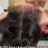 2 6 Hd Lace Closure Deep Wave 12 Inch Dyhair777 Hdlaceclosure