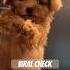 Viral Checkpoint Toypoodle Poodle Viralvideo Puppy Shorts