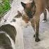 Cat Fight Sound Effect