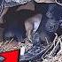 An Outcast Stray Gave Birth To Puppies A Compassionate Man Quietly Became Their Devoted Caregiver