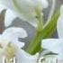 The Lily Of The Valley