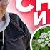 КАК УБРАТЬ СОРНЯКИ НАВСЕГДА Мокрицу сныть вьюн портулак и другие