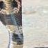 Индийская кобра Indian Cobra