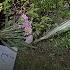 Teen Charged After Elderly Woman Fatally Stabbed CTV News Toronto At Noon For May 30 2025