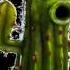 Plants Vs Zombies Garden Warfare Cactus Sound Effects