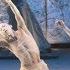 SANKAI JUKU Official Digest Movie MEGURI 山海塾 Butoh Dance 舞踏