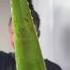 Use ALOE VERA Every Morning For Glass Skin Skincare Aloevera