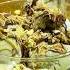 Making A Dubai Chocolate Sundae With Trader Joe S Pistachio Gelato Traderjoes Dubaichocolate