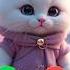 Octavia Calling Ringtone Cat Calling Cutecat Foryou Youtubeshort Youtube Viral New Kitten