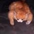 Gigachad Cat Shorts Gigachad Gigachadmeme Gigachadcat