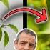 Grow Avocados From Seed To Fruit FAST Skip The 8 Year Wait