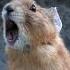 Hear The American Pika Sound