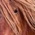 Ponies Walking Sound