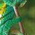 Chameleon Sound
