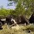 Automobile Animals Wildlife Elephant Nature