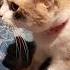 котэ Cat Cute нямням
