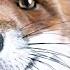 English Subtitles Foxie Fox Purrs