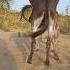 Donkey Animals Foryou Youtubeshorts Pets