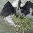 A Cormorant Just Stole A Fish And Charged At Me