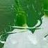 Iskander Ты