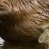 Beaver Sounds