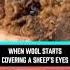 When Wool Starts Covering A Sheep S Eyes Delicius Fyp Youtube Funny