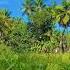Sooryamsu