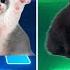 Cute Cat Brown Shakira Waka Waka Black White Bongo Cat Coldplay X BTS Walk Of Earth