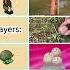 Pvz Fusion Machine Gun Small Squirt Mushroom Is Similar Pvz Pvzfusion