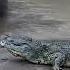 Crocodile Vs Hippo Who Would Win