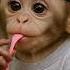 Baby Monkey Chews Gum Like A Pro That Stretch Though