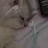The Ballad Of Hamantha Nightcore Sped Up