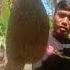 Sarang Burung Manyar
