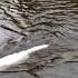 Turkish Van Cat Swimming