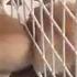 Pet Escape Artists Funny Pet Video Compilation The Pet Collective