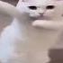 Brr Brr Brr Cat Catmemes Funny Uptempo Tiktok Memes Gabber Zaagkicks
