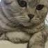 Что забыла невеста смехдослез Cat видосыоткота юмор прикольныекоты прикол смех котики