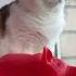 Мы с тобой мечтатели котики мартин мила артисты Cat