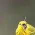 Yellow Warbler Feeding