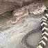 The Fascinating World Of Snakes Snake Snakesaver Reels Shortvideo