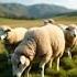 Sheep Crying 5 6M Views