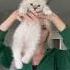 Testing To See Which Kittens Pass The Ragdoll Test