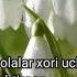 5 Sinf Boychechak Qo Shig I Sh Yormatov Bolalar Xori Uchun Moslashtirgan Karaoke