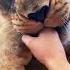 Big Cat Nose Boops SO CUTE