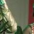 Ningjaba Mana Nushiba Mana Sushmita Suren Manipuri Film Thabaton Song 2013